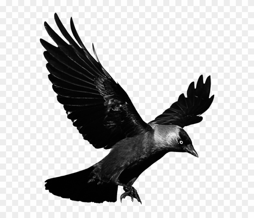 Detail Raven Transparent Nomer 13