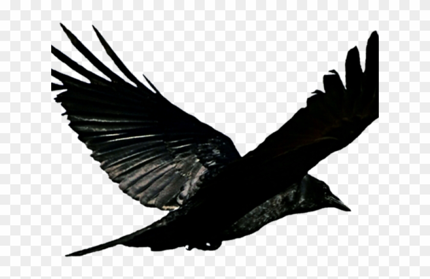 Detail Raven Transparent Nomer 16