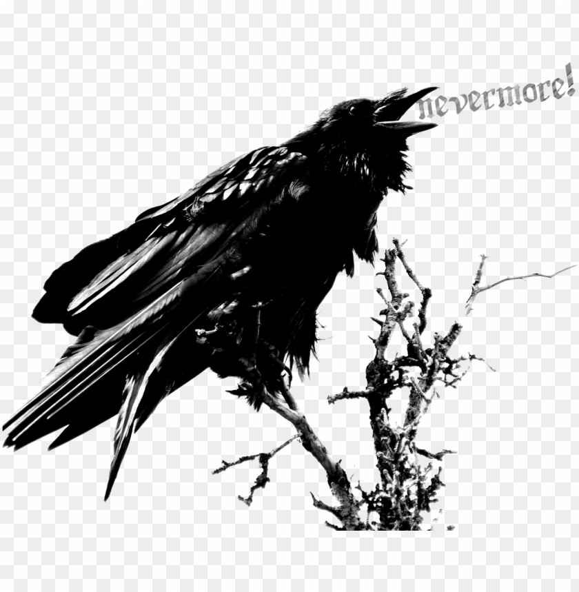 Detail Raven Transparent Nomer 19