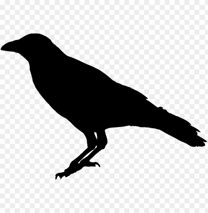 Detail Raven Transparent Nomer 2