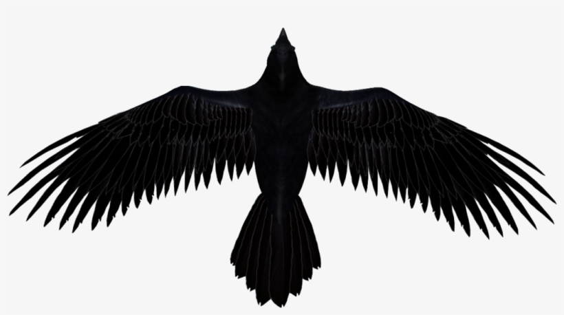 Detail Raven Transparent Nomer 21