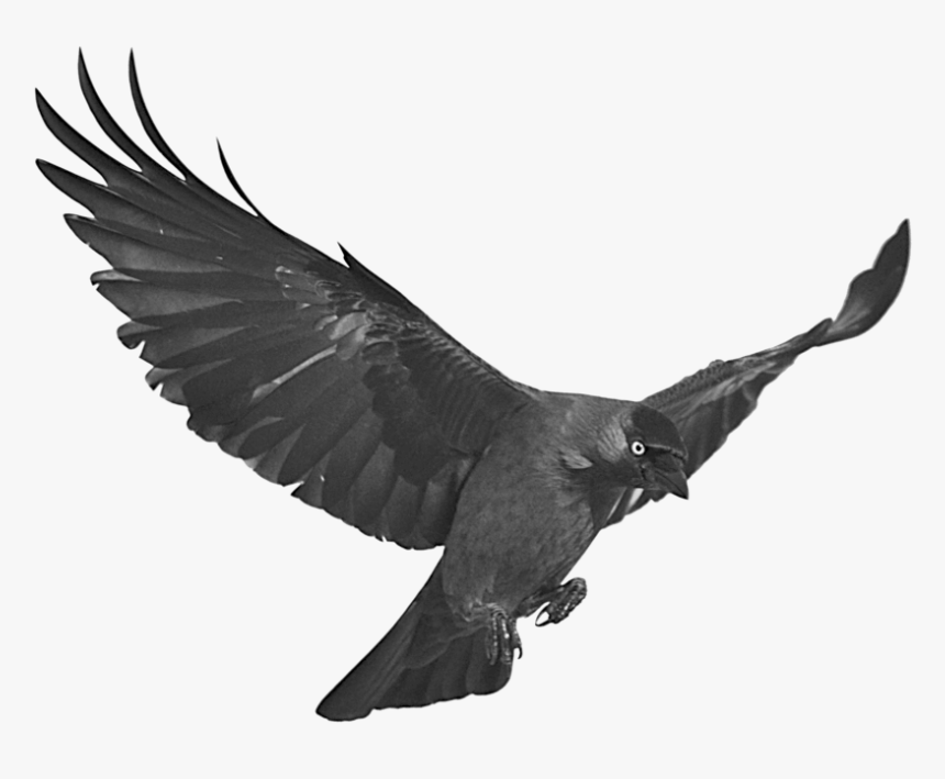 Detail Raven Transparent Nomer 31