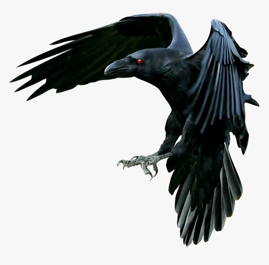 Detail Raven Transparent Nomer 32