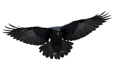 Detail Raven Transparent Nomer 36