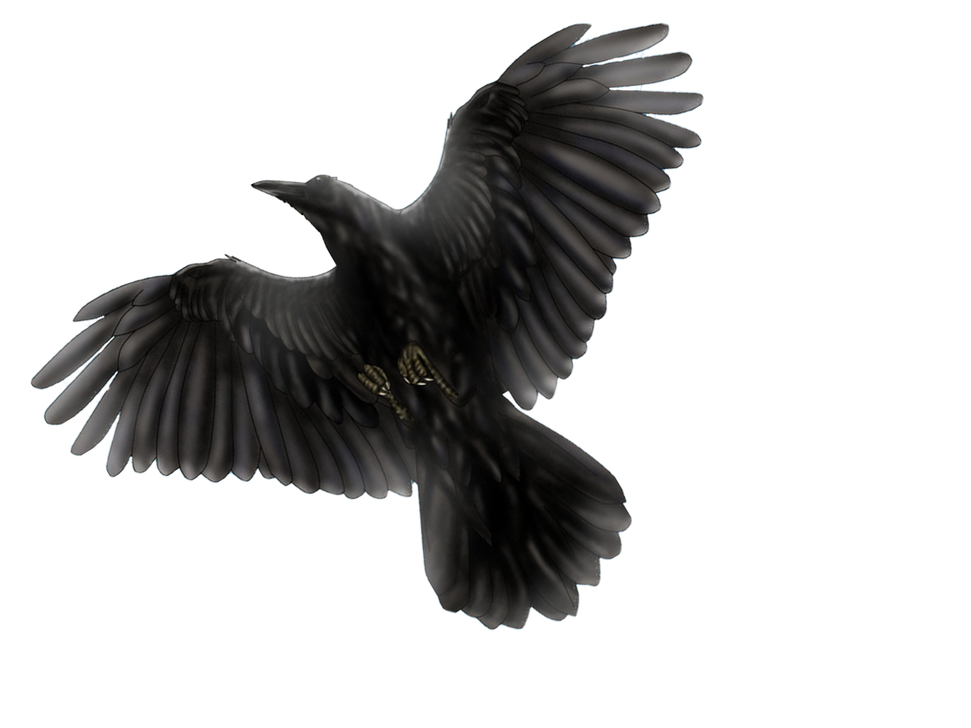 Detail Raven Transparent Nomer 37