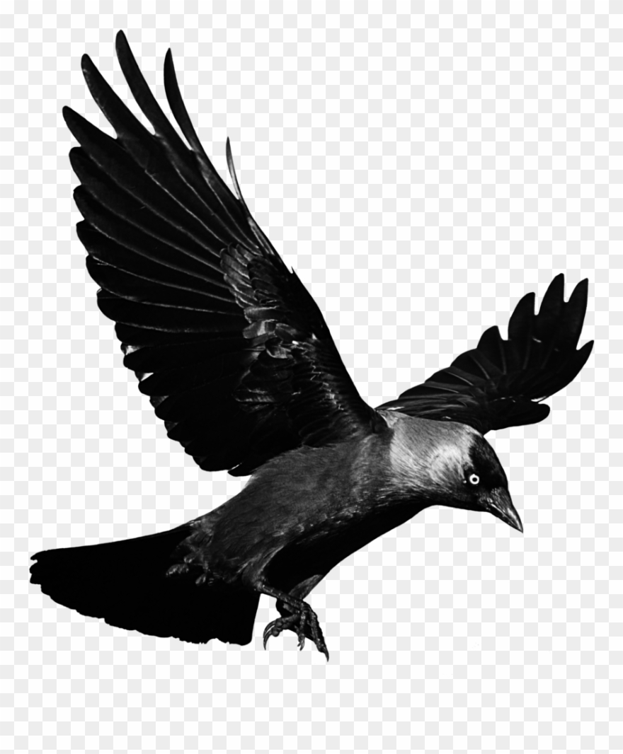 Detail Raven Transparent Nomer 4
