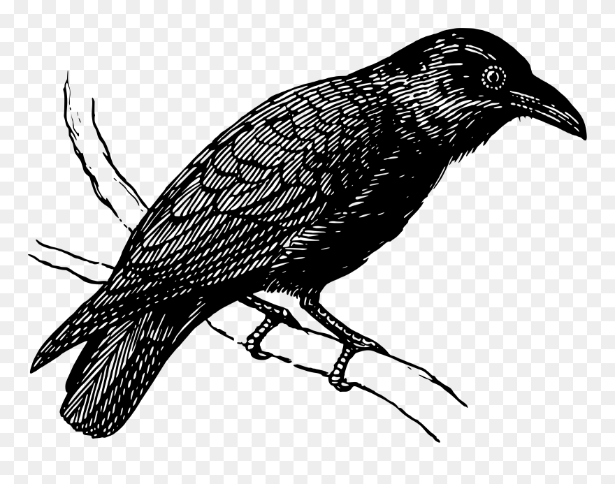 Detail Raven Transparent Nomer 40