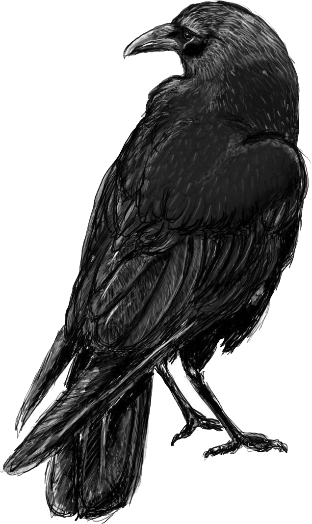 Detail Raven Transparent Nomer 42