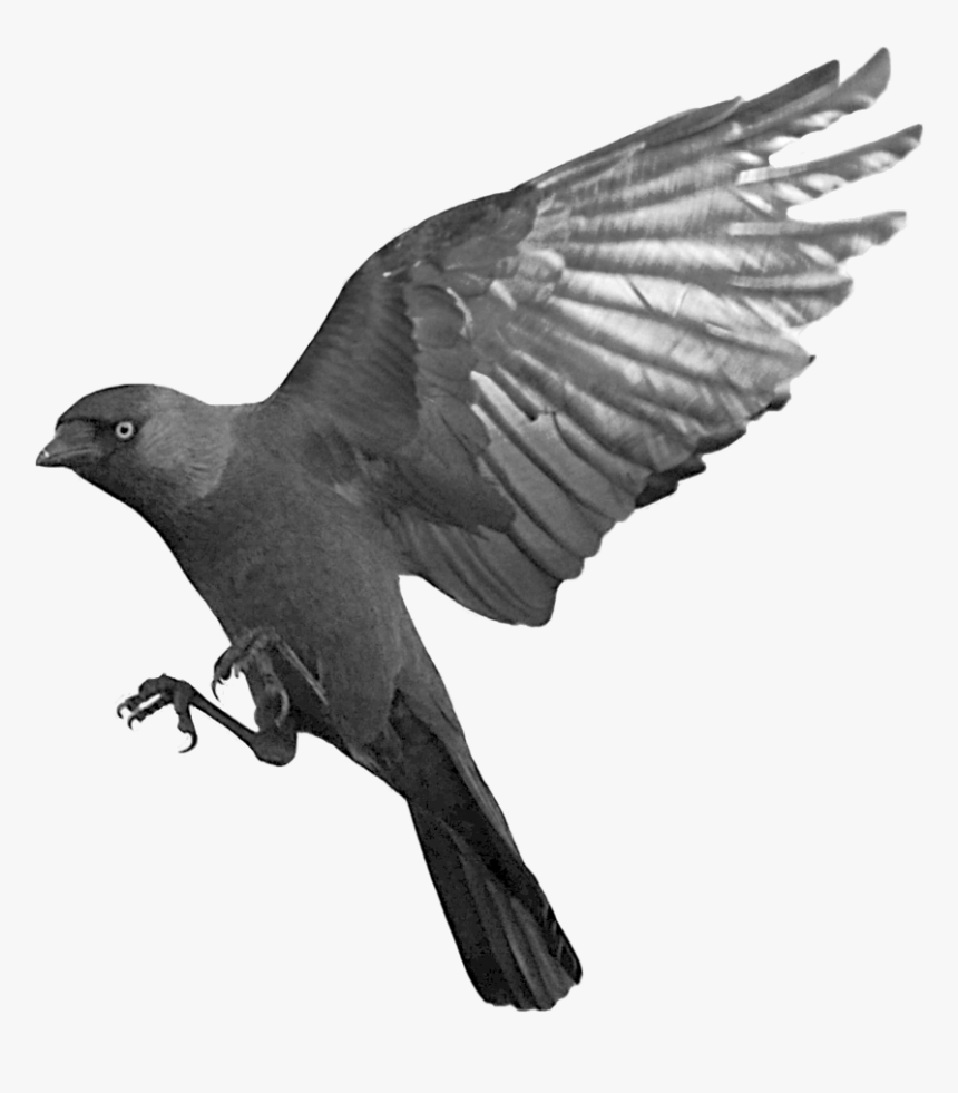 Detail Raven Transparent Nomer 5