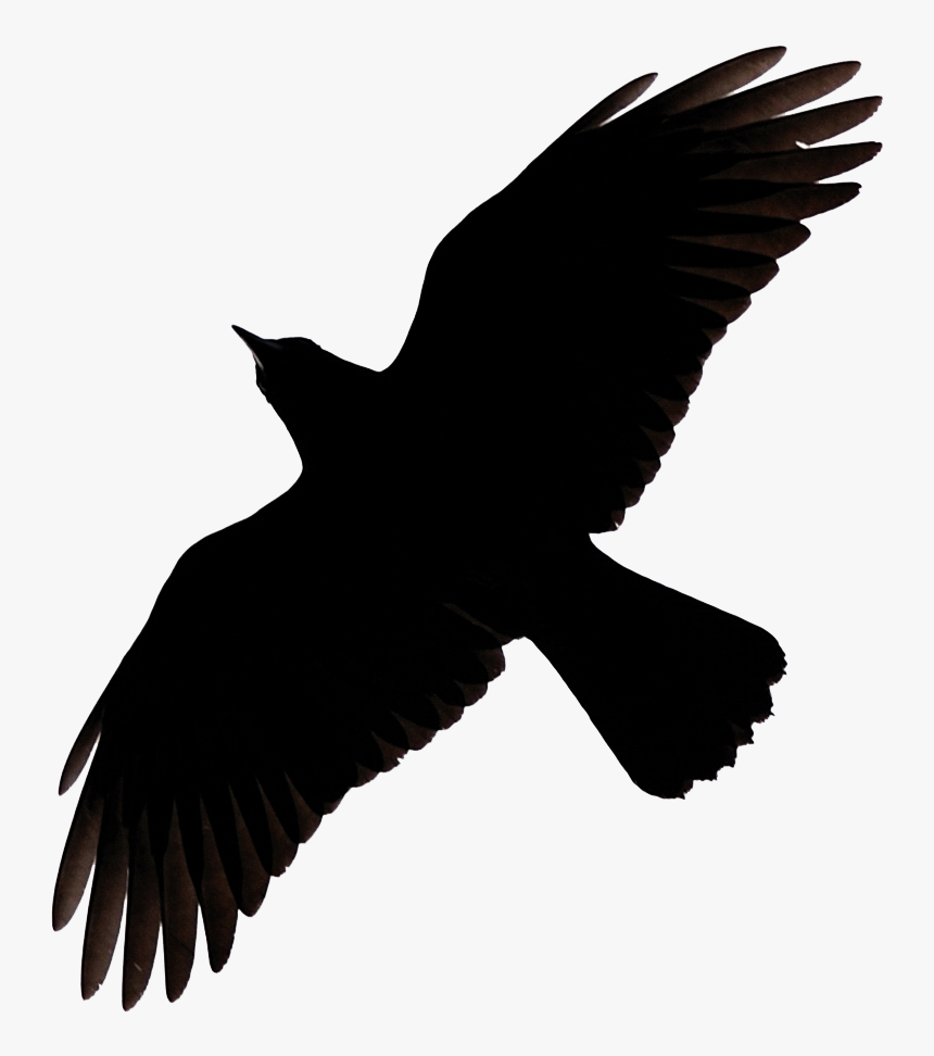 Detail Raven Transparent Nomer 50