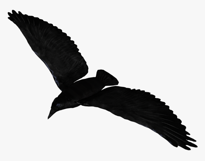 Detail Raven Transparent Nomer 54