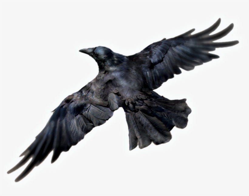 Detail Raven Transparent Nomer 8