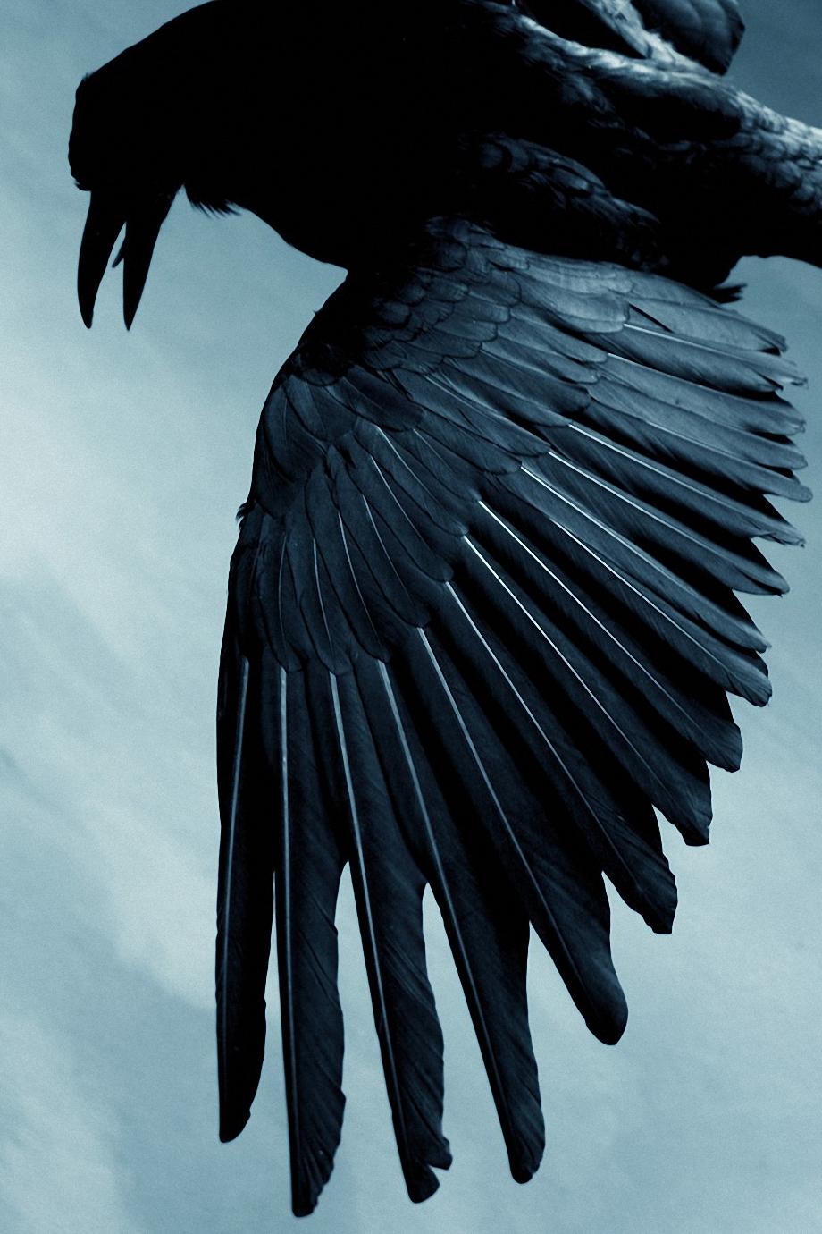 Detail Raven Wallpaper Nomer 14