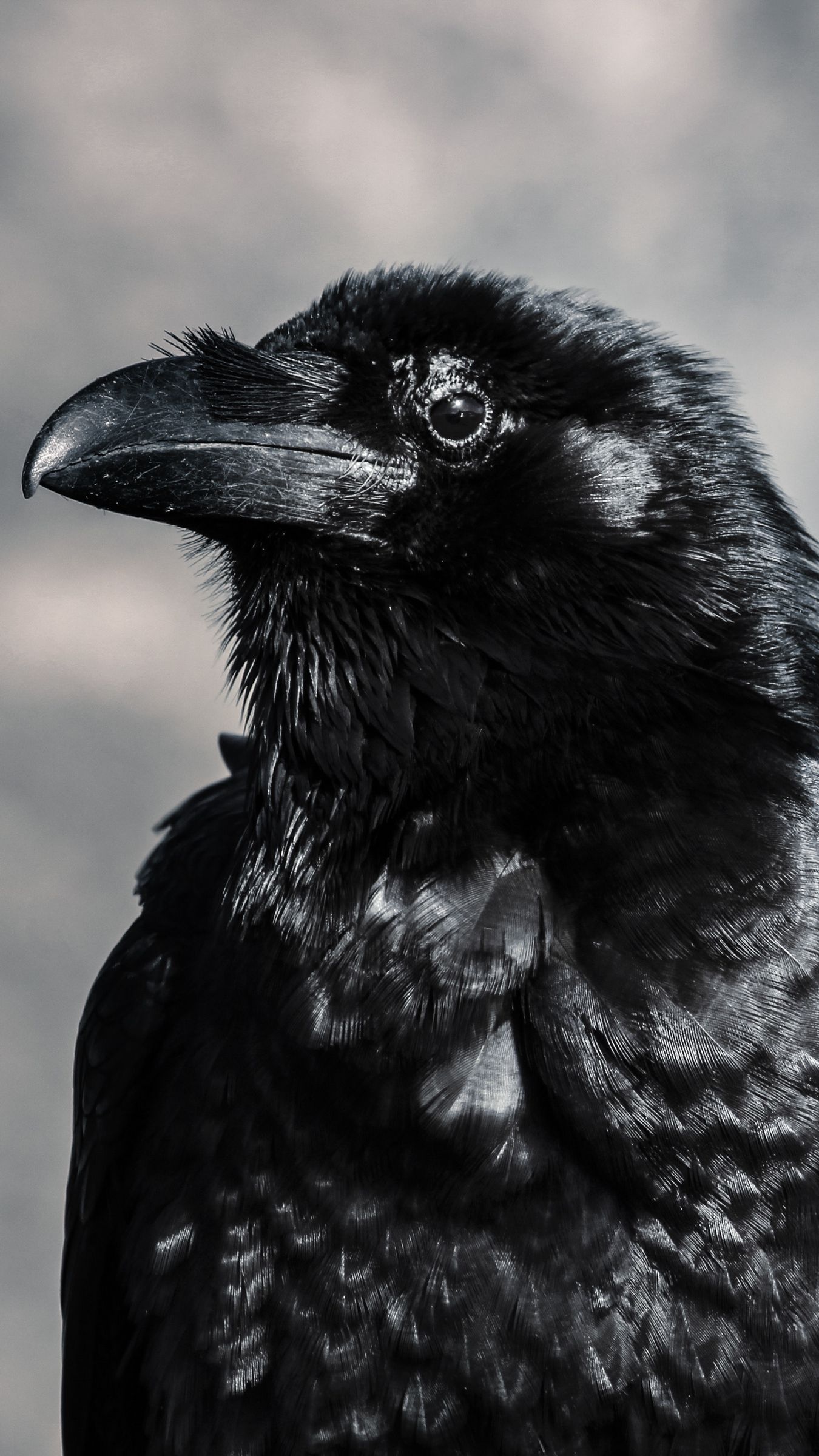 Detail Raven Wallpaper Nomer 33