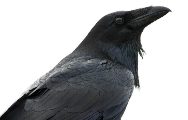 Detail Raven With Knife Meme Nomer 30