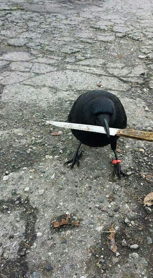 Detail Raven With Knife Meme Nomer 6