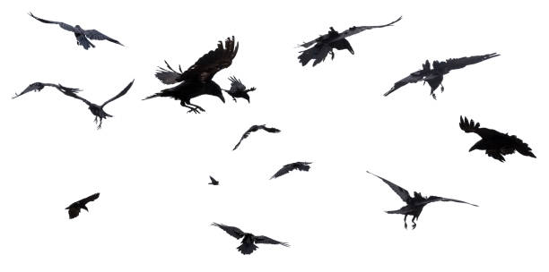 Ravens In Flight Images - KibrisPDR