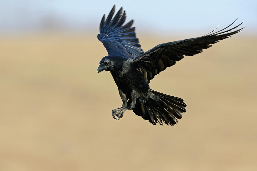 Detail Ravens In Flight Images Nomer 2