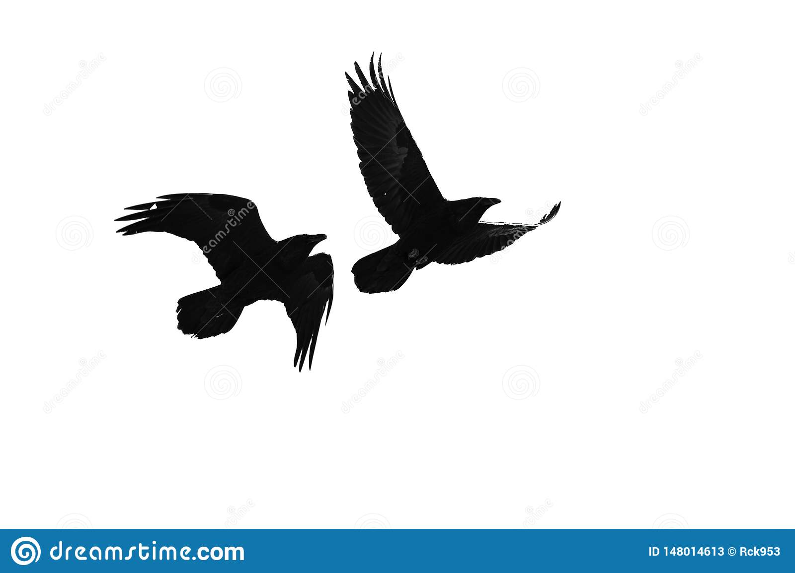 Detail Ravens In Flight Images Nomer 11