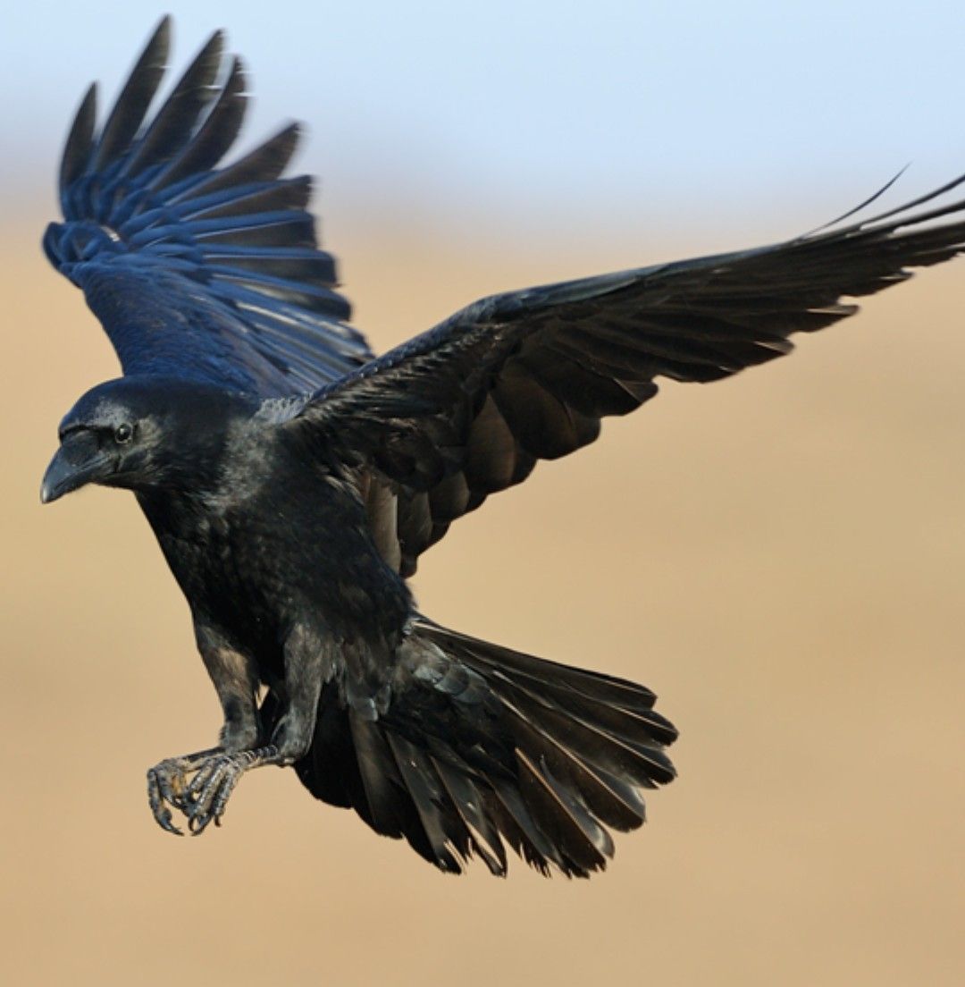 Detail Ravens In Flight Images Nomer 12