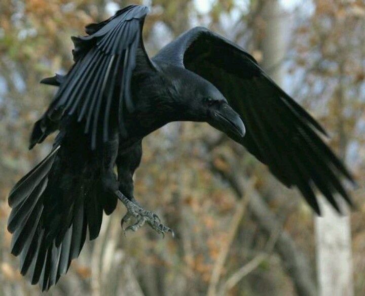 Detail Ravens In Flight Images Nomer 13