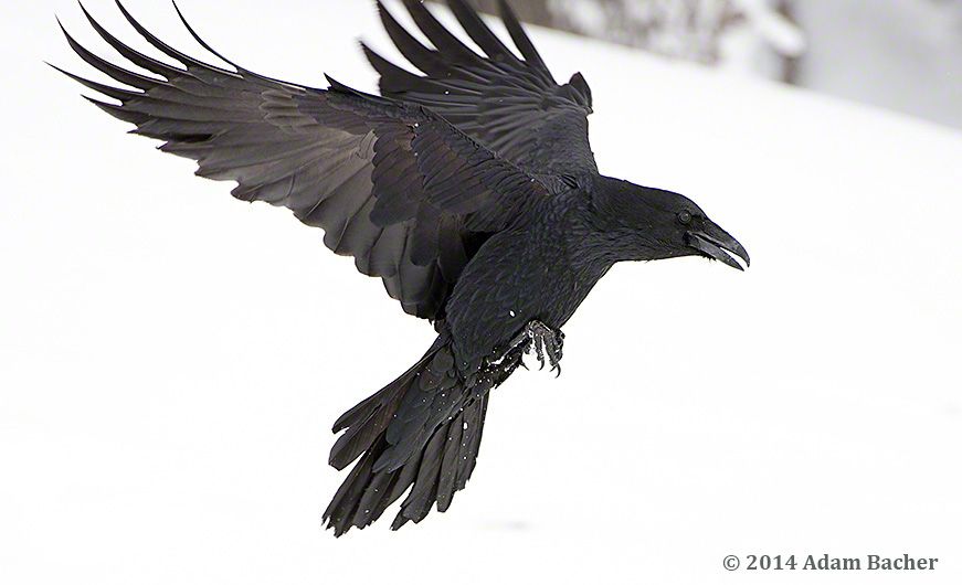 Detail Ravens In Flight Images Nomer 14