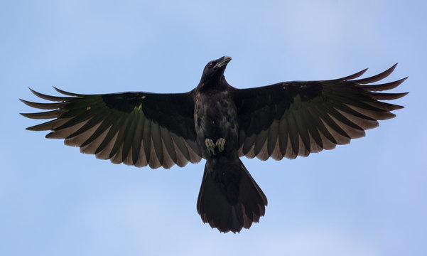 Detail Ravens In Flight Images Nomer 15