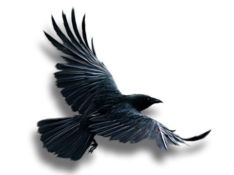 Detail Ravens In Flight Images Nomer 16