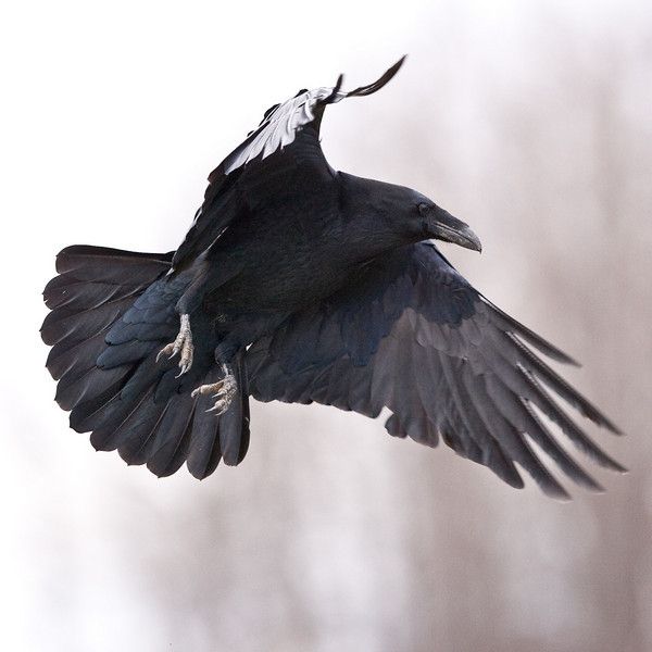 Detail Ravens In Flight Images Nomer 17