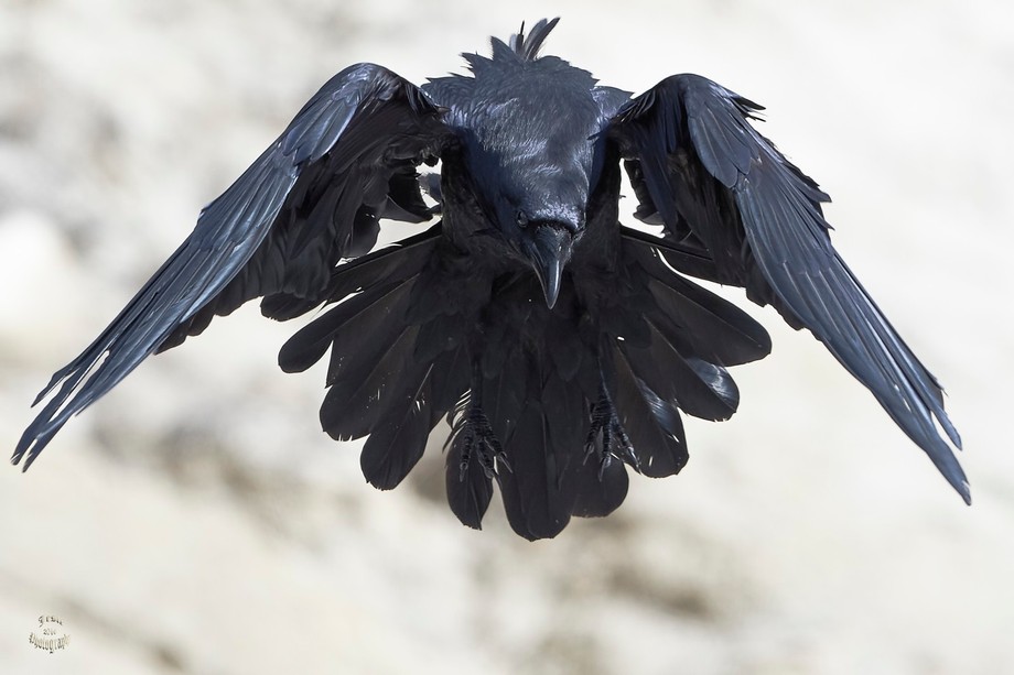 Detail Ravens In Flight Images Nomer 18