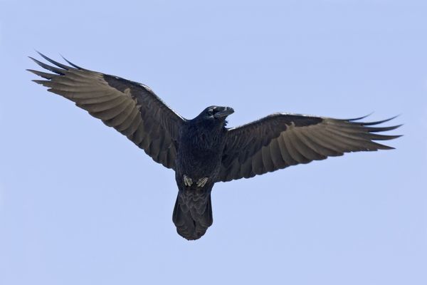 Detail Ravens In Flight Images Nomer 19