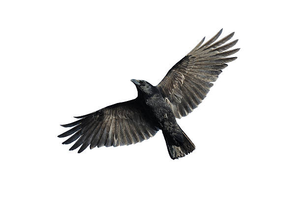 Detail Ravens In Flight Images Nomer 20