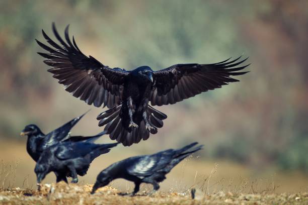 Detail Ravens In Flight Images Nomer 3