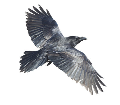 Detail Ravens In Flight Images Nomer 21