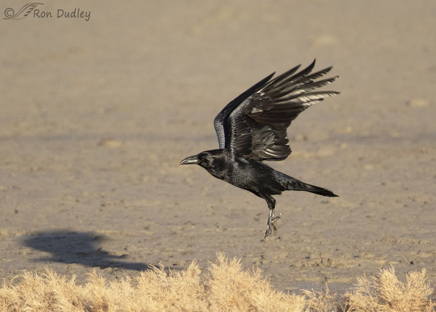Detail Ravens In Flight Images Nomer 22