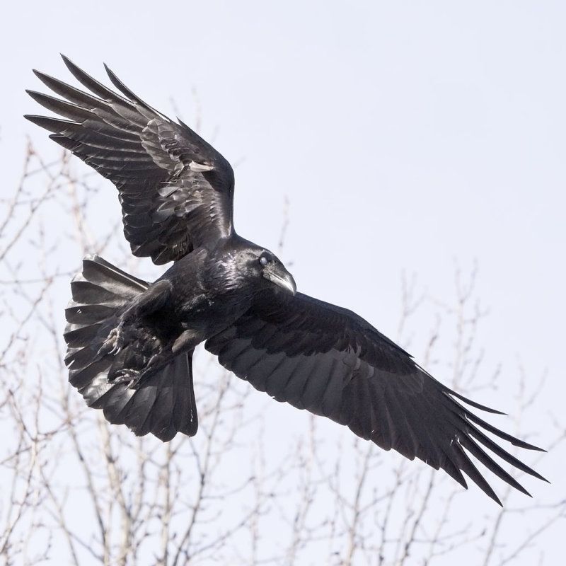 Detail Ravens In Flight Images Nomer 23