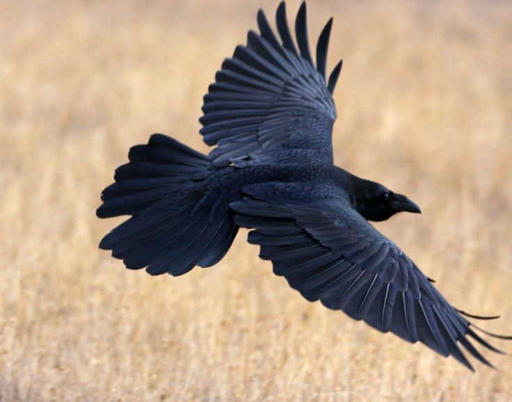 Detail Ravens In Flight Images Nomer 24