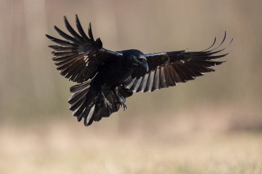 Detail Ravens In Flight Images Nomer 25