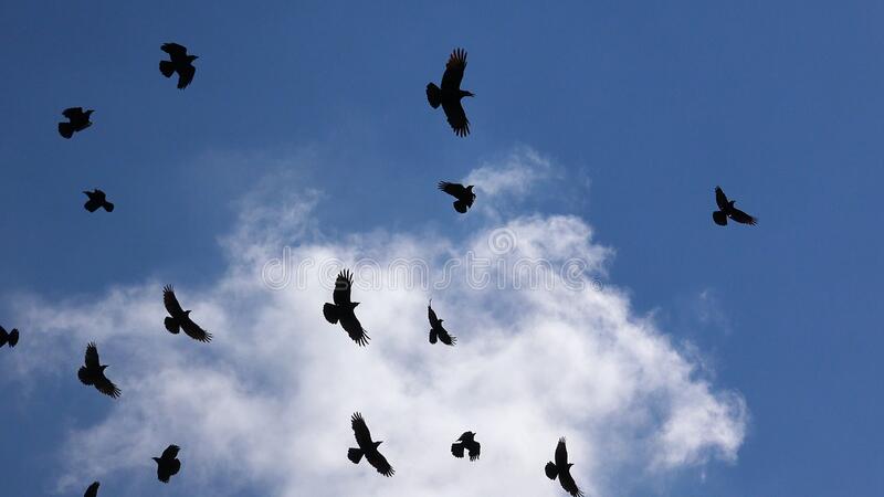 Detail Ravens In Flight Images Nomer 26