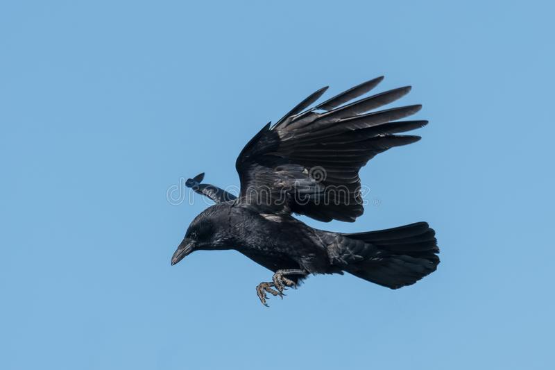 Detail Ravens In Flight Images Nomer 27