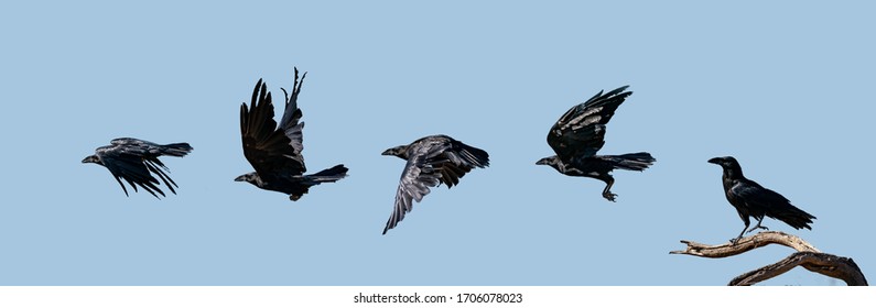 Detail Ravens In Flight Images Nomer 28