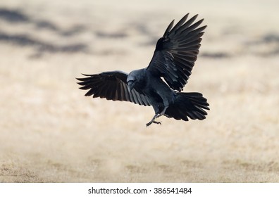 Detail Ravens In Flight Images Nomer 29
