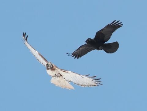 Detail Ravens In Flight Images Nomer 30