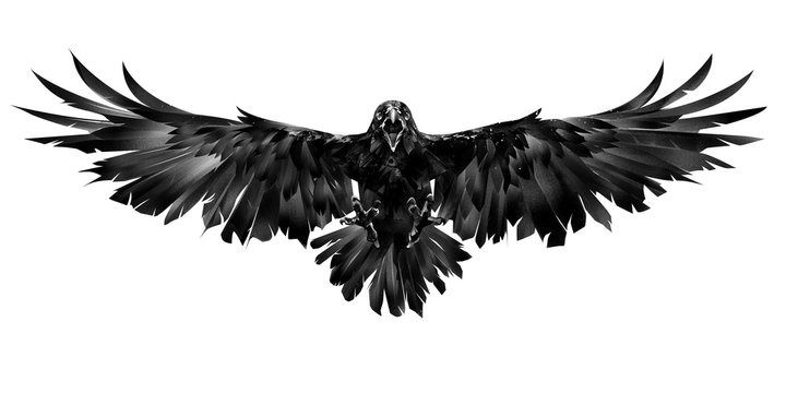 Detail Ravens In Flight Images Nomer 33