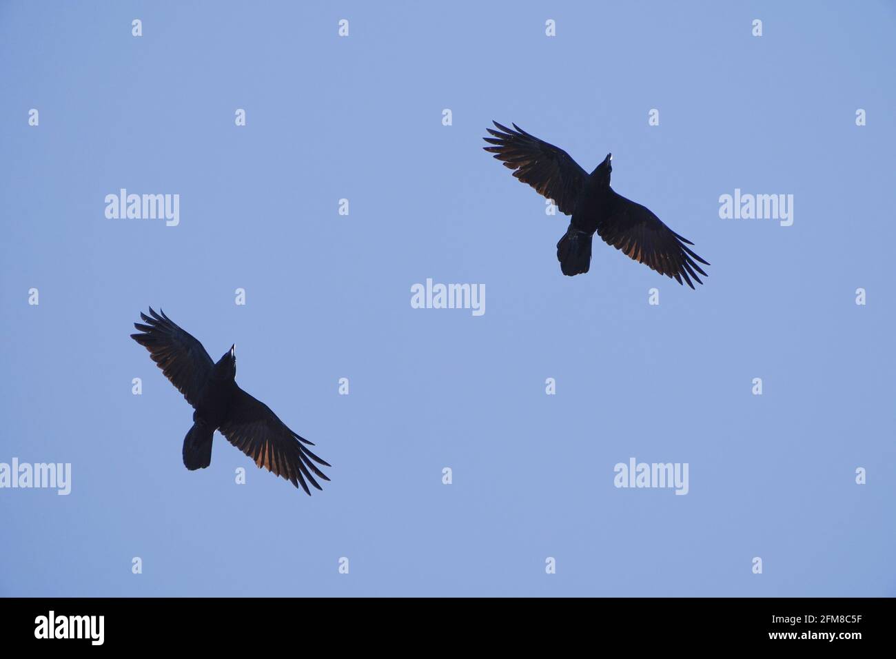 Detail Ravens In Flight Images Nomer 35