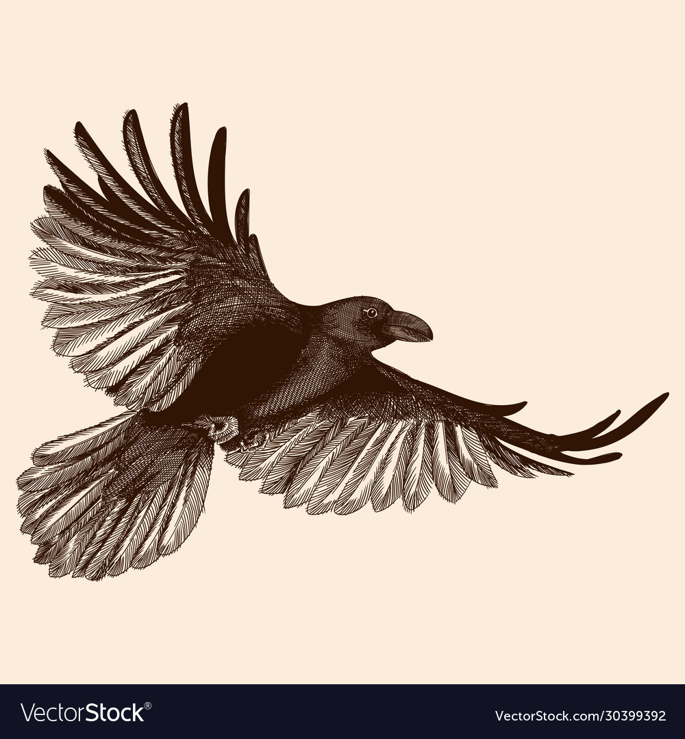 Detail Ravens In Flight Images Nomer 36