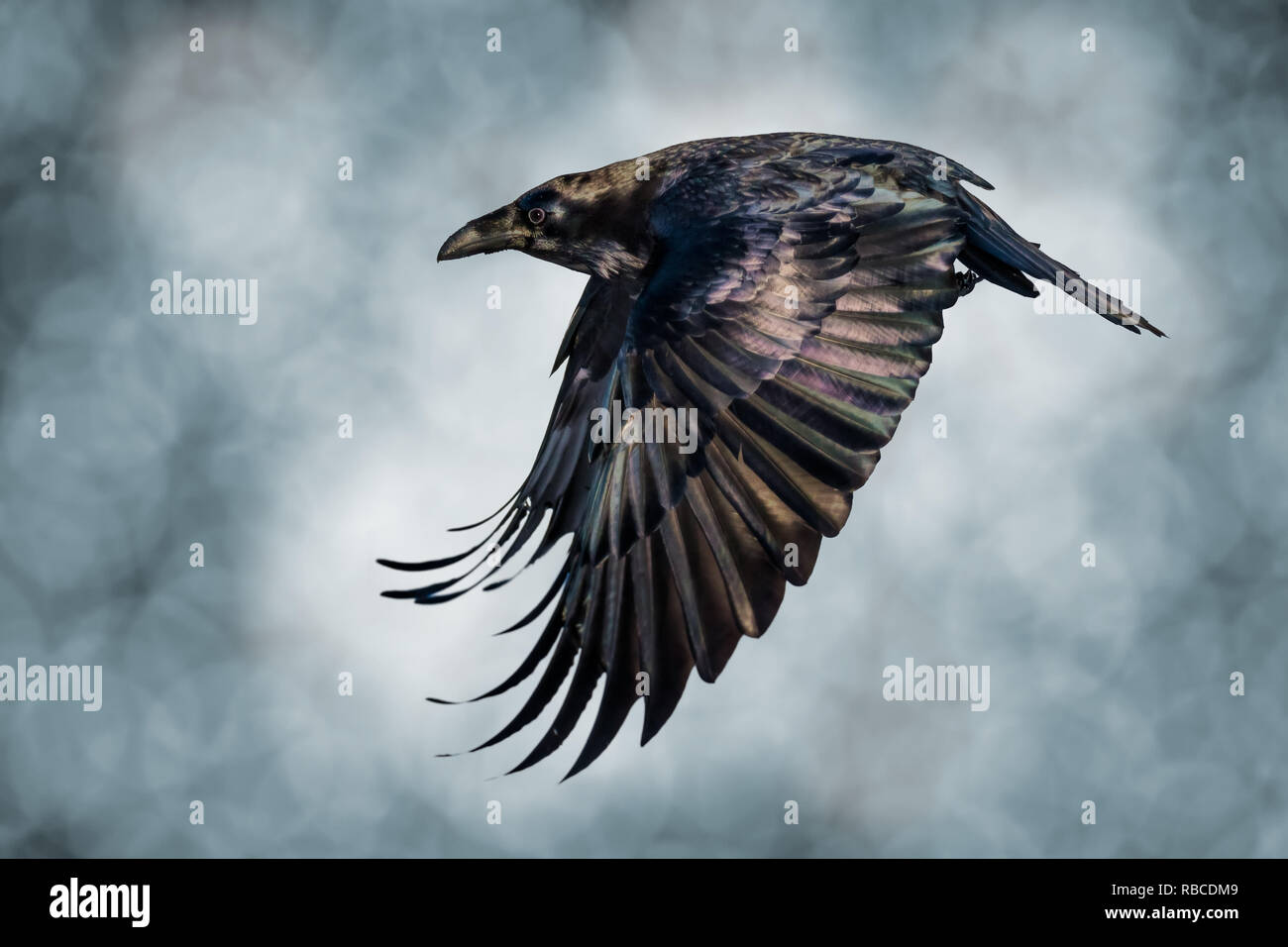 Detail Ravens In Flight Images Nomer 37