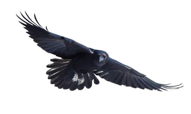 Detail Ravens In Flight Images Nomer 5