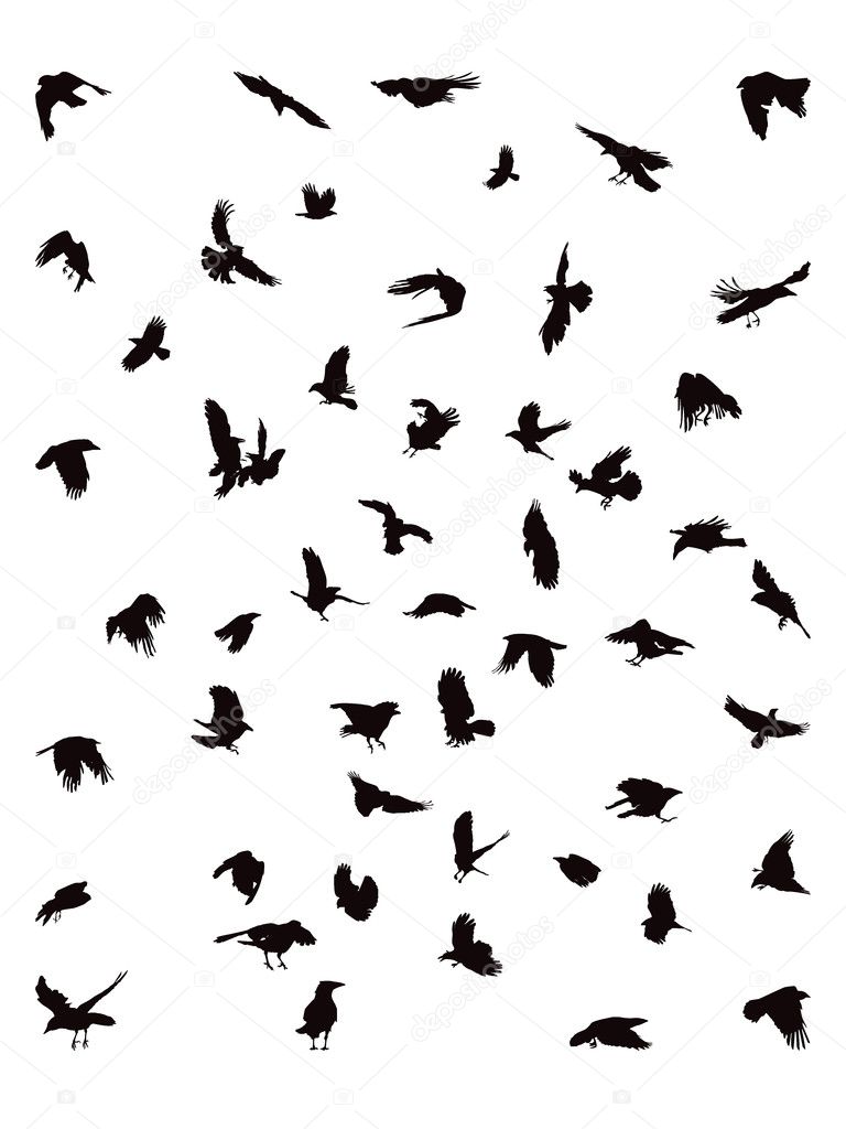 Detail Ravens In Flight Images Nomer 39