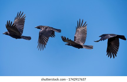 Detail Ravens In Flight Images Nomer 40